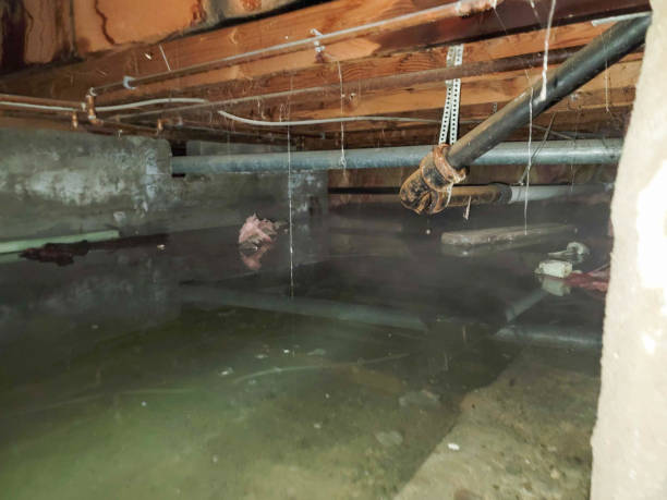 Best 24/7 water damage repair  in Zephyrhills, FL